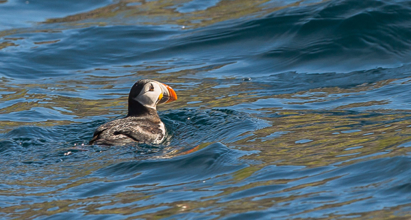 A puffin
